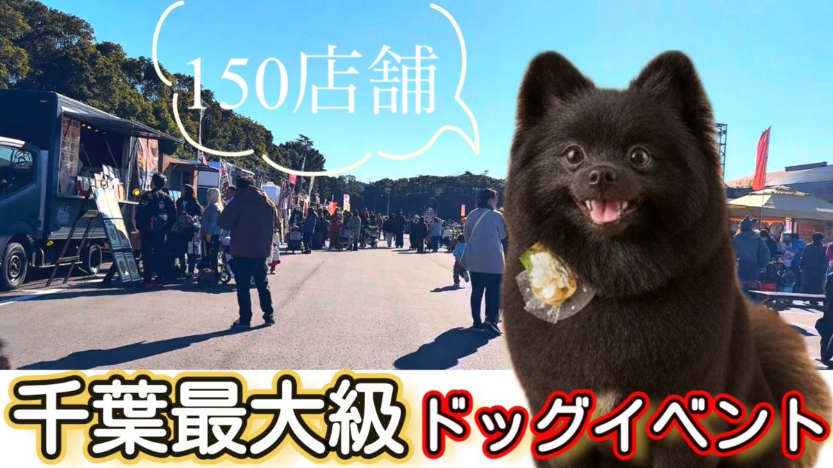 黒ポメラニアンのぷーちゃん (@phoochannel) / Posts / X