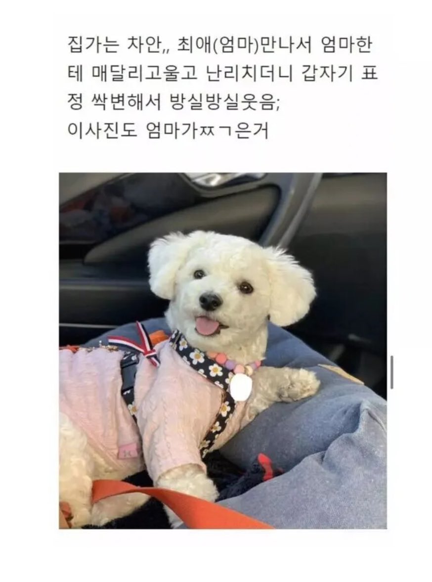 이거랑 생각나는거

강아지랑 제주도 여행가지 마라(자동검색어)

m.ruliweb.com/community/boar…