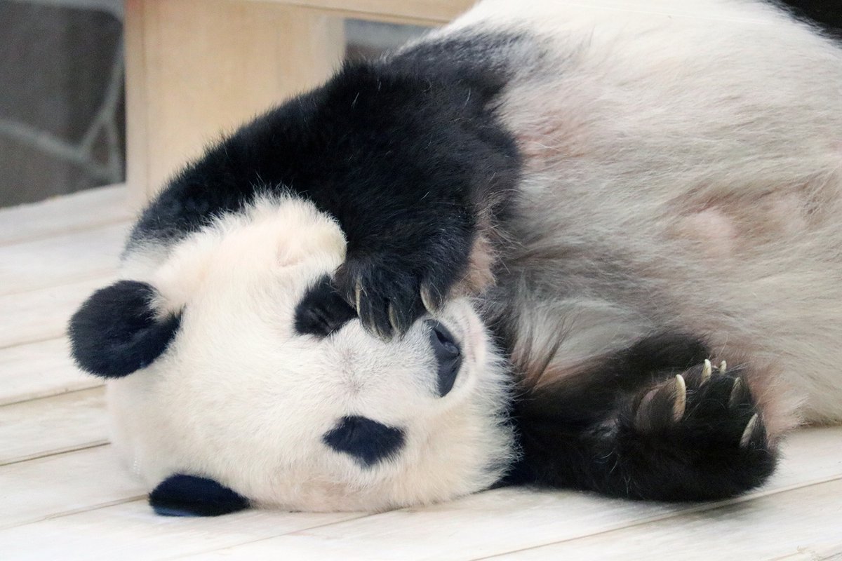 たんたんさん。ご確認お願いいたします♡ Post by 心 on X: かわいい～🤭