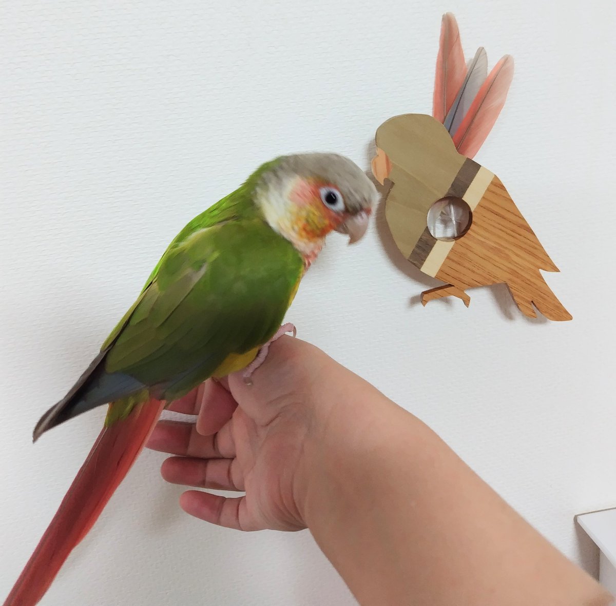 ty25tmhari's tweet photo. @warkingpoppo 今日、壁掛け一輪挿しを購入して、早速壁に設置しました。
ウロコインコの羽を飾ってみました🐦️ https://t.co/YPOXwrT7lJ