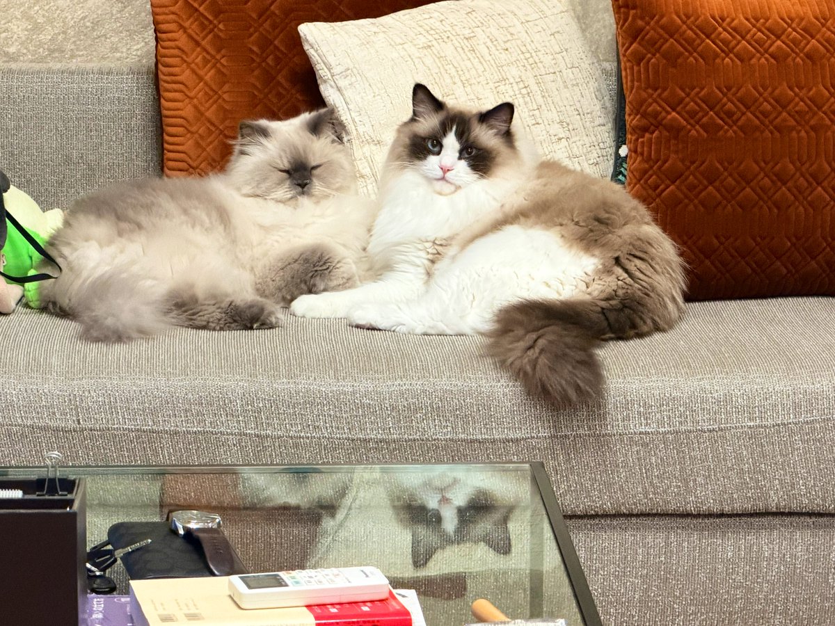 ニコラス・🀄️16期日本プロ麻雀協会@大阪 tweet media