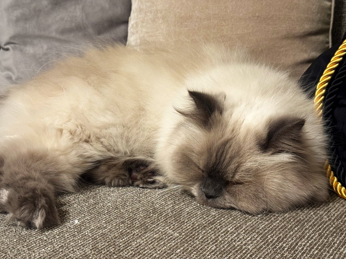 ニコラス・🀄️16期日本プロ麻雀協会@大阪 tweet media