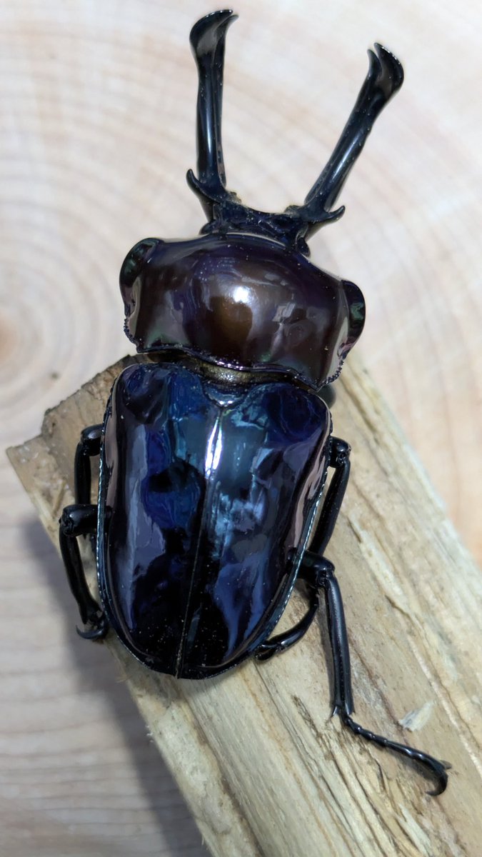 う〜ん…艶ボチボチ… 色はまあまあ… ピカホワイトアイ紫紺狙いライン