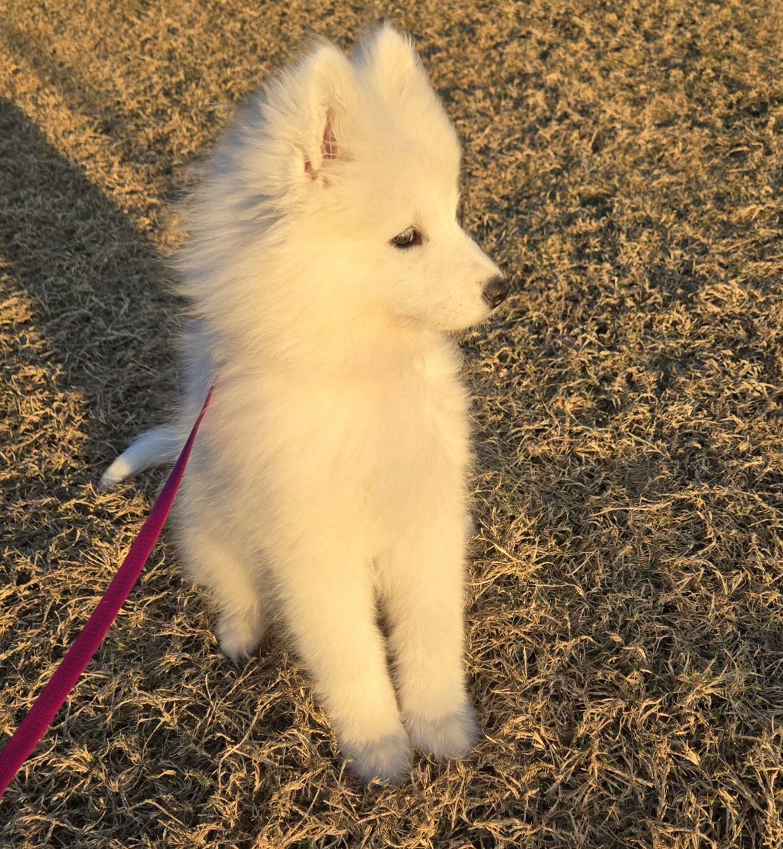 _Silvervale_'s tweet image. its heckn wimdy