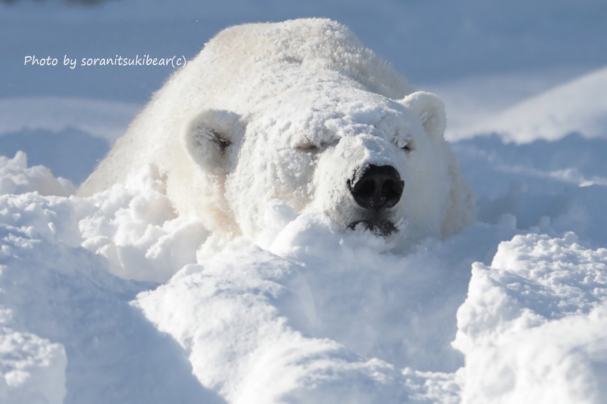 ホッキョクオオカミ＆ホッキョクグマラブ POP MART ラブブ labubu Exciting Macaron