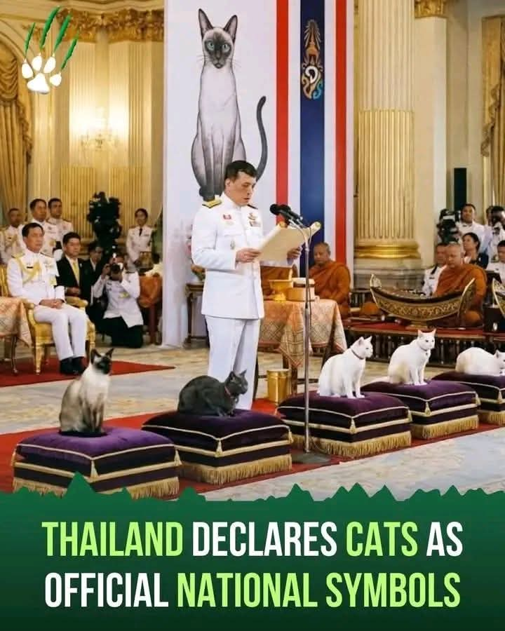 PSpiritmonster's tweet photo. 🇹🇭 national 🐱 symbols are 5 native breeds designated in Nov 2025: the Korat, Khao Manee, Suphalak, Wichien Maat (Siamese) &amp; Konja. They are recognized as part of the nation's cultural identity with the Thai 🐘 to preserve heritage, boost conservation &amp; prevent foreign claims 💓 https://t.co/FGyNmSMvxz