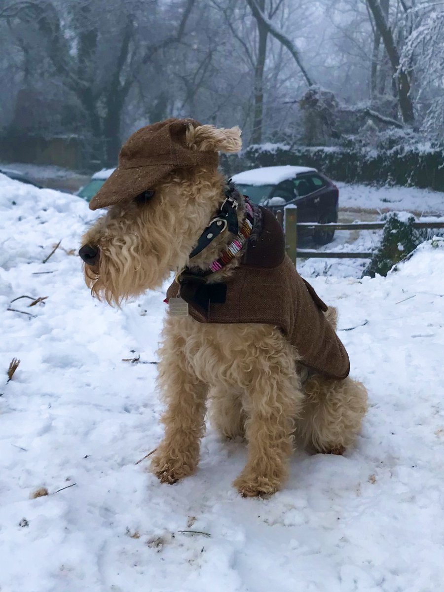 bertie_lakeland's tweet image. We haven’t had any snow so here’s a lovely memory of my day as Sherlock Bones ❤️