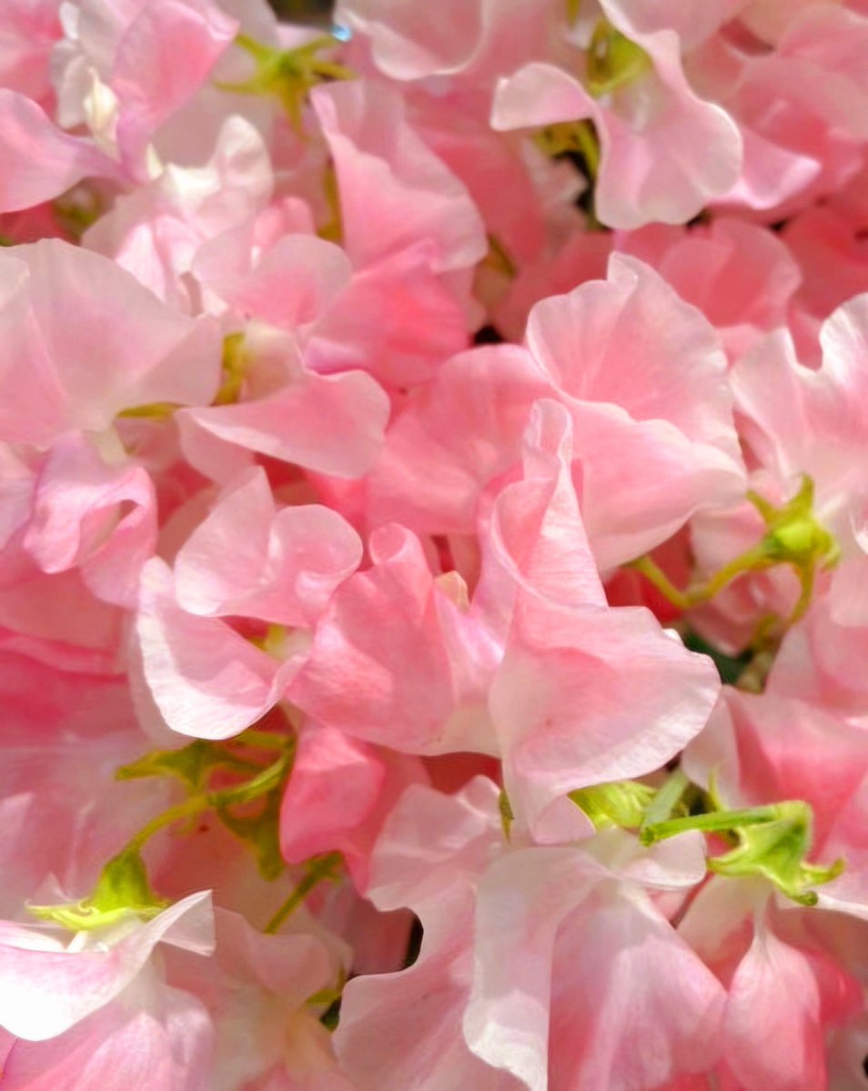 🍇 ゆゆまる ♋️ (@yuyumaru_718) / Posts / X