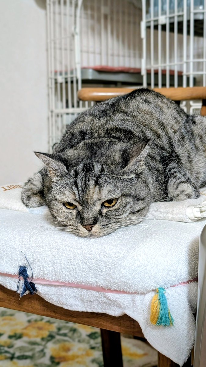 ねこさん⚡(ΦωΦ) (@catnap707) / Posts / X