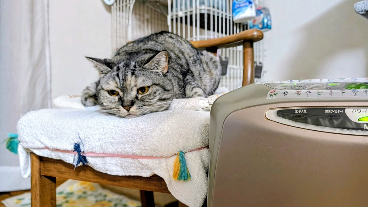 ねこさん⚡(ΦωΦ) (@catnap707) / Posts / X