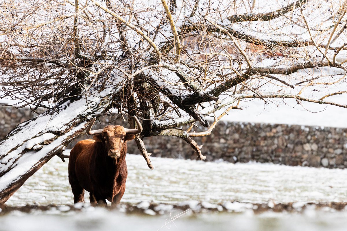 De postal … 🐂 ❄️ 📸 <a href="/Firma_Yuste/">Fotografiasalbertoyuste</a>