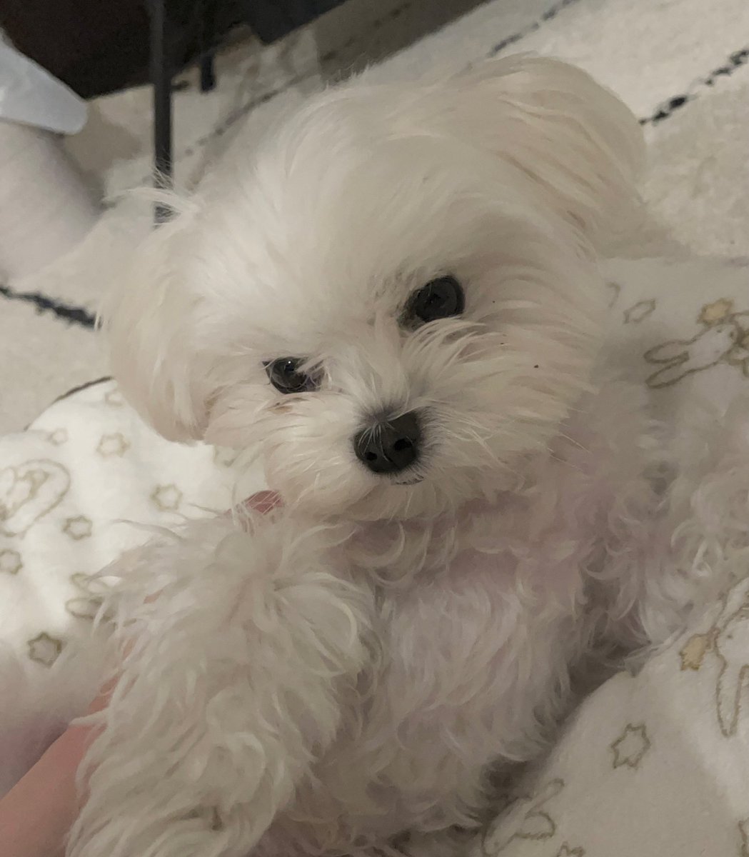 ぱぴこページ ぱぴこ (@inucococo) / Posts / X