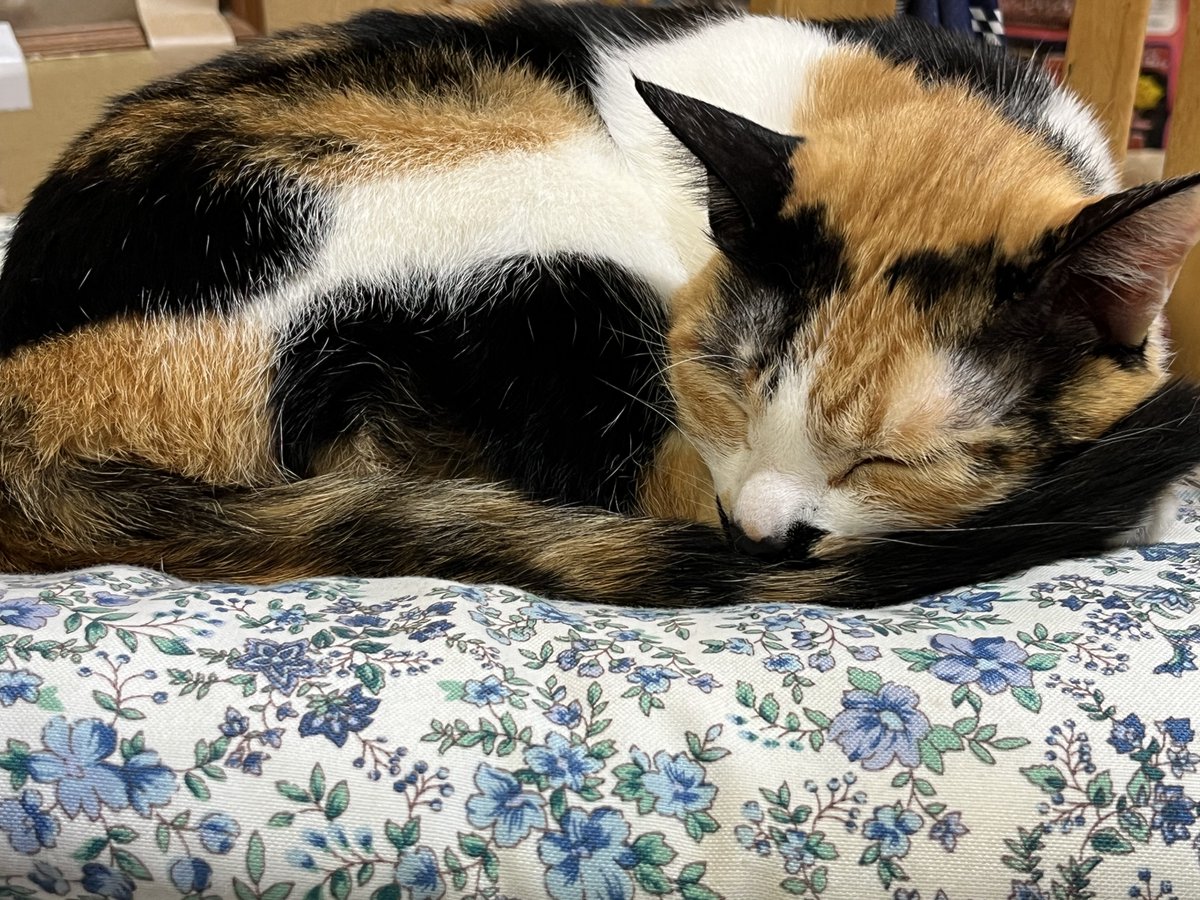 takosofu2020's tweet photo. #猫のいるくらし
#三毛猫
自分の尻尾を枕にして、寝ています💤 https://t.co/N8MXR1AuKg