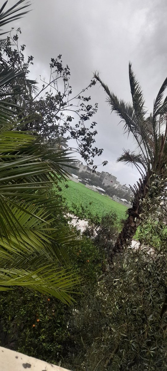 AyaNasser763856's tweet photo. Blessed Friday, my friends 🌿
Please remember my brother in your prayers may Allah have mercy on his soul. His loss broke me 💔
In this freezing weather and difficult times, please don’t forget to support us… You are the hope after Allah 🤍https://t.co/W8Lb4gaIVZ https://t.co/csEfUKsHeB