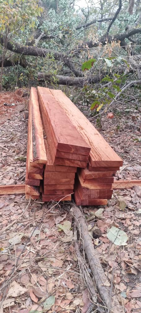 SOS POUR LA FORÊT DE NYALAMA !