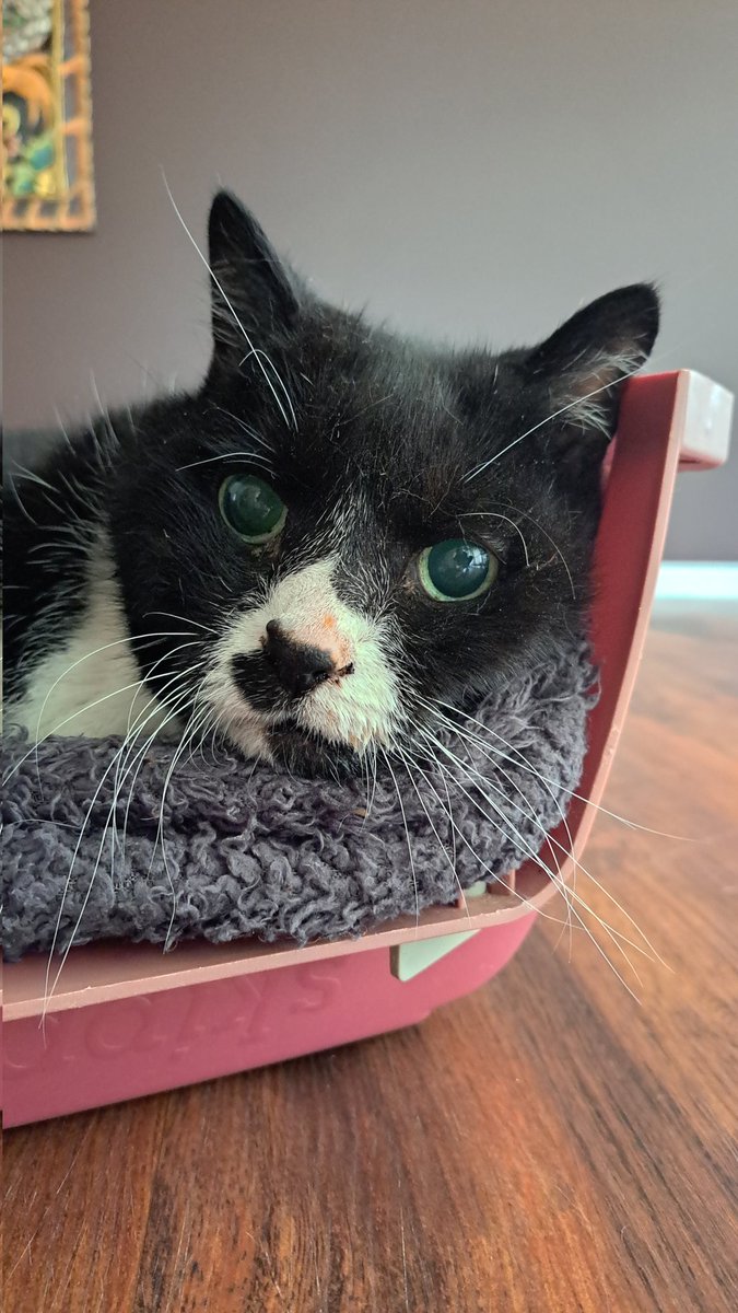 Sad news. The last pet, my ex-wife, and I adopted has sadly passed away. He was 17 years old, and his name was Oliver. Loved him.