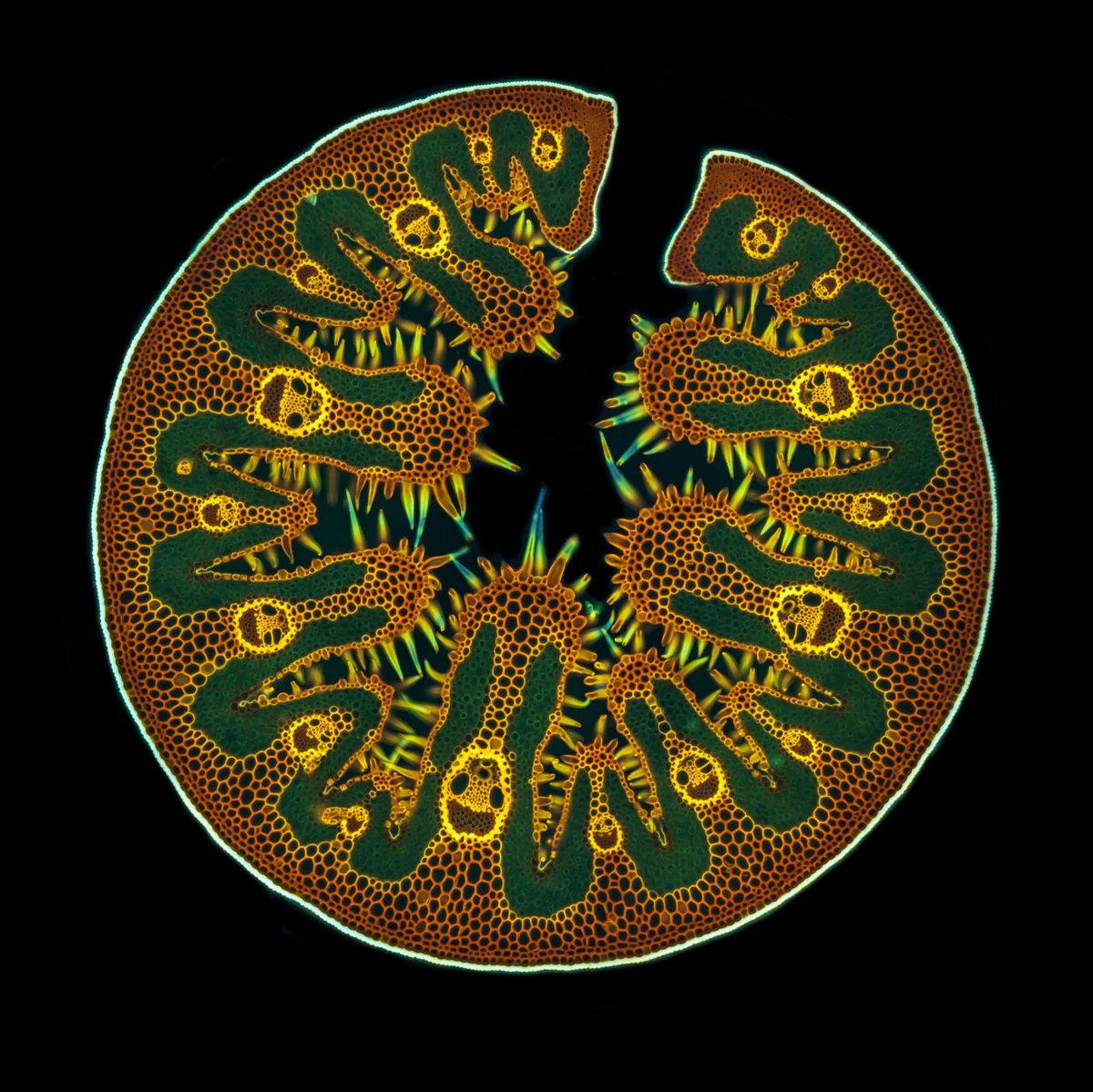 BigBangSciCom's tweet image. Une vue en coupe d'une feuille d'Oyat des sables (Ammophila arenaria), au
#microscope

Crédits : Gerd Günther

#Nature #naturelovers #plantes #fleurs #SVT #Biologie #biology #plants #flowers #botanique #botany