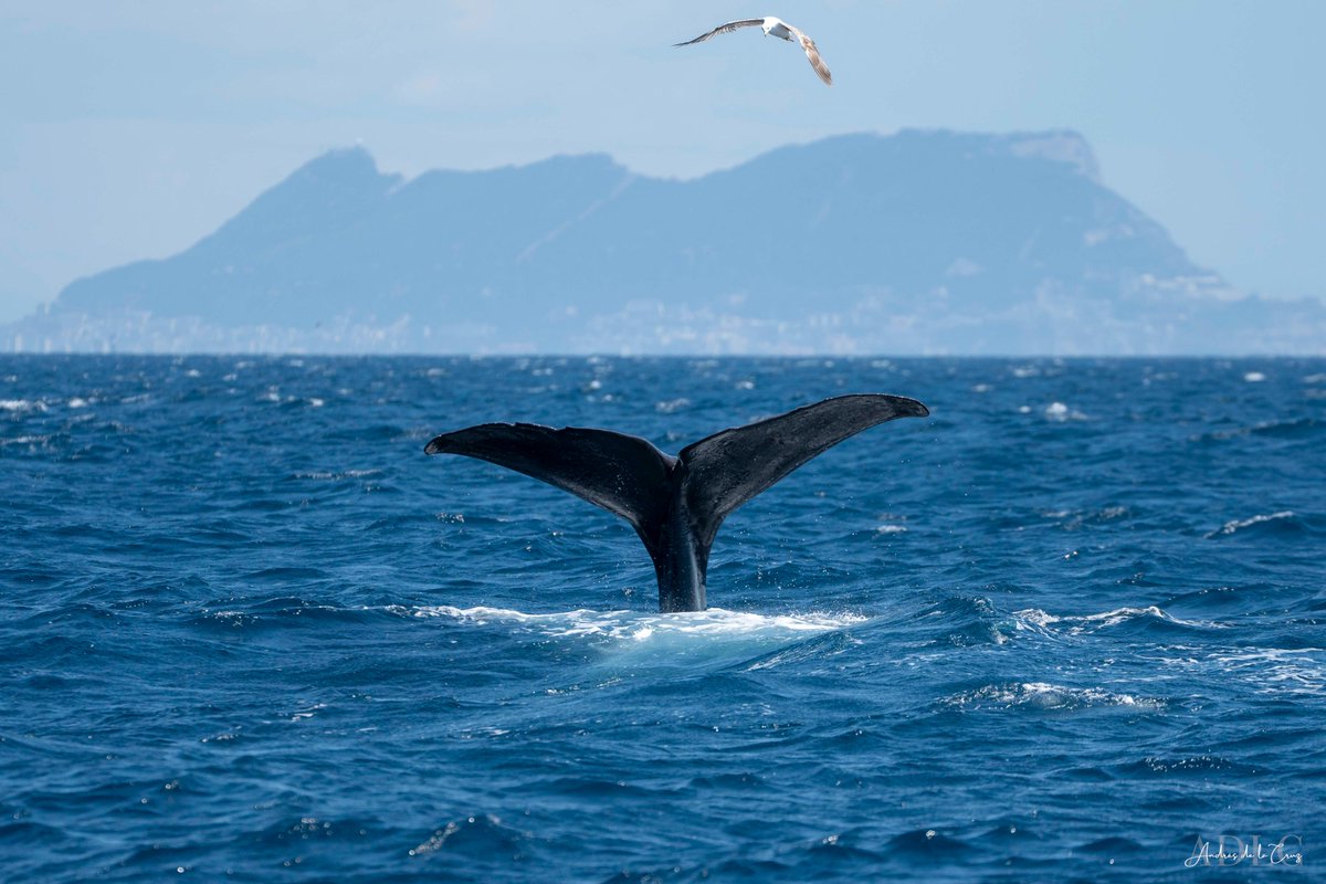 Andrés de la Cruz tweet media