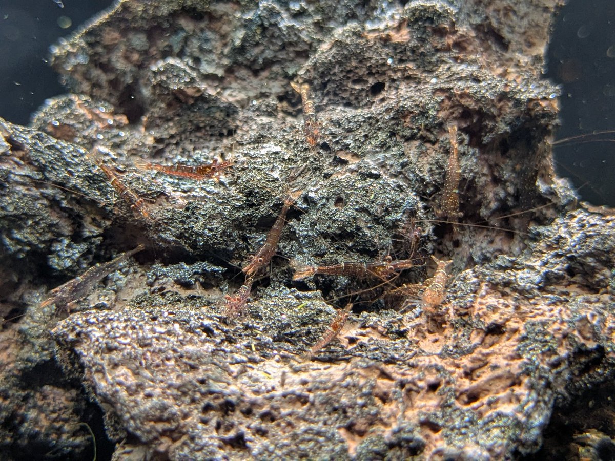 ebinokakato's tweet image. ebinokakatoの長嶋です🗿

2026年最初の入荷になります！
新年に新しいシュリンプを迎えて
水槽に彩りを加えてみてはいかがでしょう✨️✨️

【新入荷のご案内】

🟥ビー系シュリンプ
・レッドビーシュリンプ
・ブラックビーシュリンプ
・スノーホワイトシュリンプ

🟨チェリーシュリンプ…