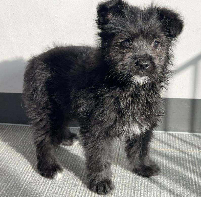 귀여움은 이 강아를 위한 단어야🥺

공고번호경기-양평-2026-00007
공고기간2026-01-09 ~ 2026-01-19
관할 보호센터명양평군유기동물보호소(031-770-2337)