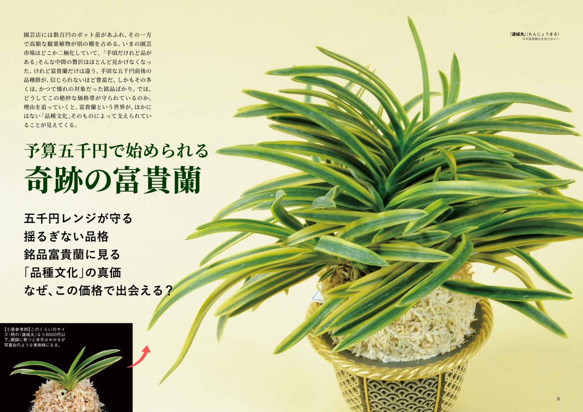 富貴蘭「島の奇跡の斑入り」現品限りの一品物 2月号の特集「予算五千円で始められる奇跡の富貴蘭」です