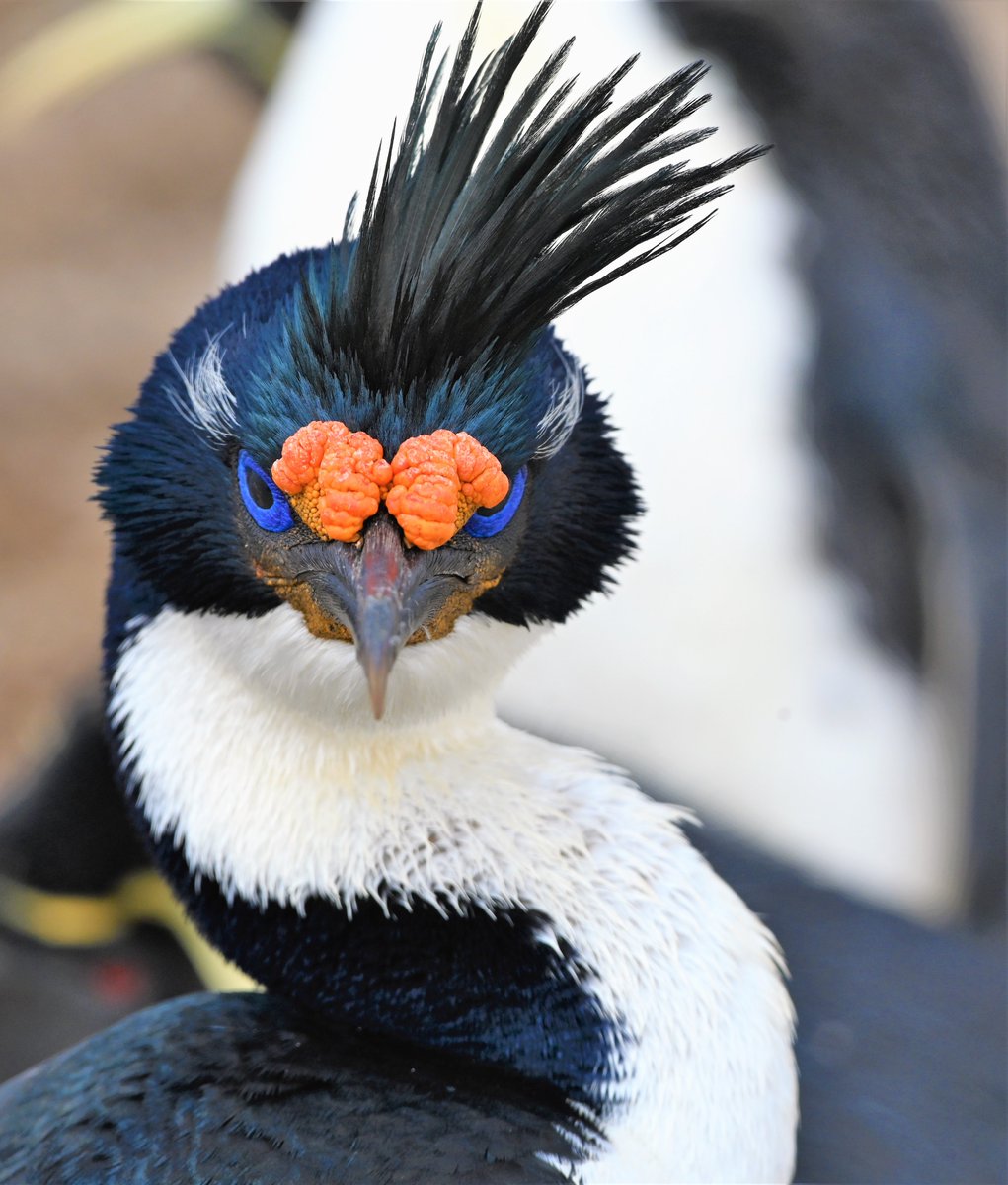 kelper60's tweet image. Wish this flu would go away...not sure if sitting on the edge of a pond yesterday did it any good! #pissedoff #irritated #flu think I have to manup!