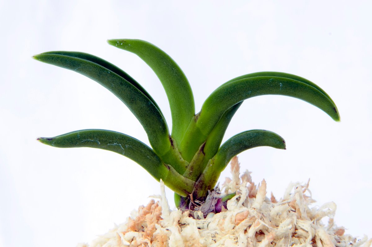 富貴蘭【黒魁】 1本 (園芸JAPAN掲載) 富貴蘭【黒魁】 1本 (園芸JAPAN掲載) 富貴蘭【黒魁】 1本 (園芸JAPAN