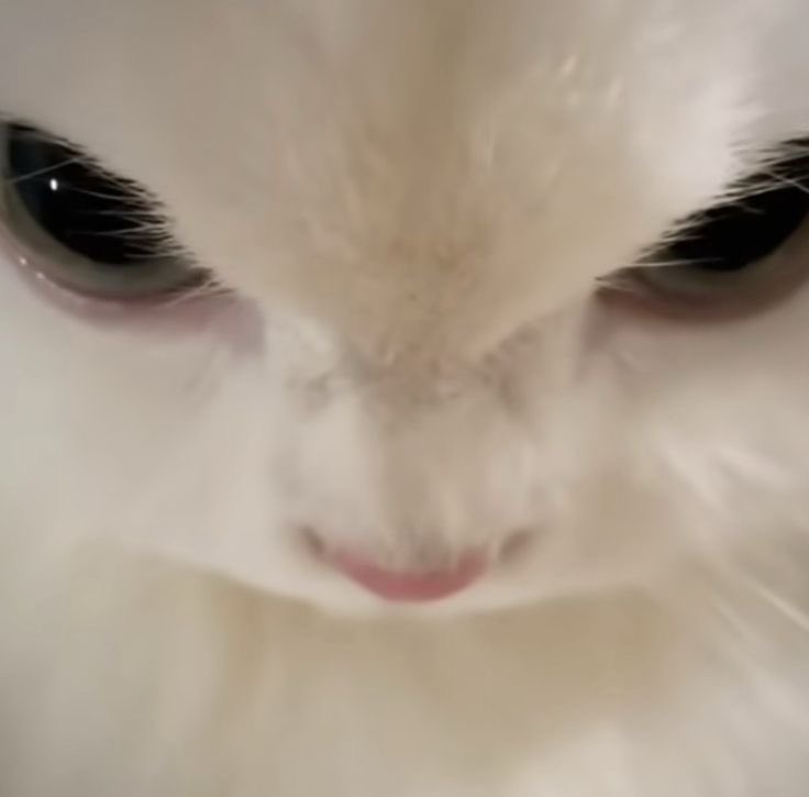 peachpepix's tweet image. รูปไหนน้องจูนตัวจริง 😼💢