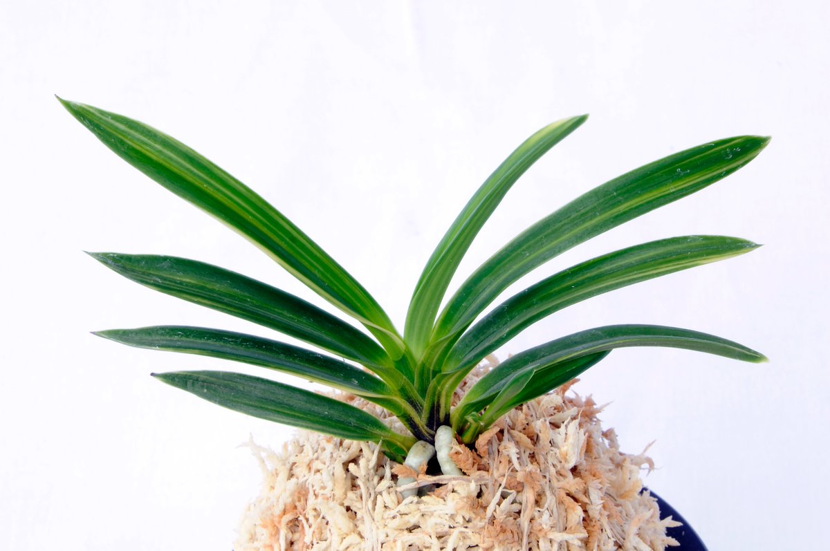 2月号の特集「予算五千円で始められる奇跡の富貴蘭」にまつわる画像を