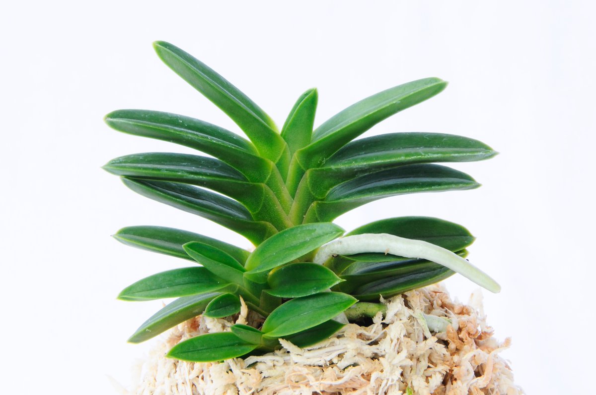 富貴蘭「島の奇跡の斑入り」現品限りの一品物 2月号の特集「予算五千円で始められる奇跡の富貴蘭」にまつわる画像を