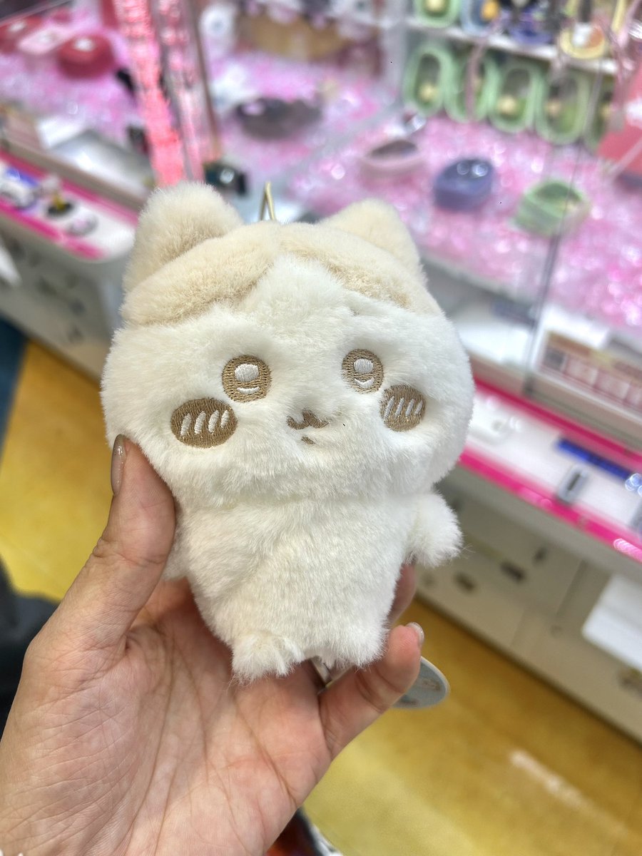 ハチワレにしか目がないの ハチワレ（色なし）