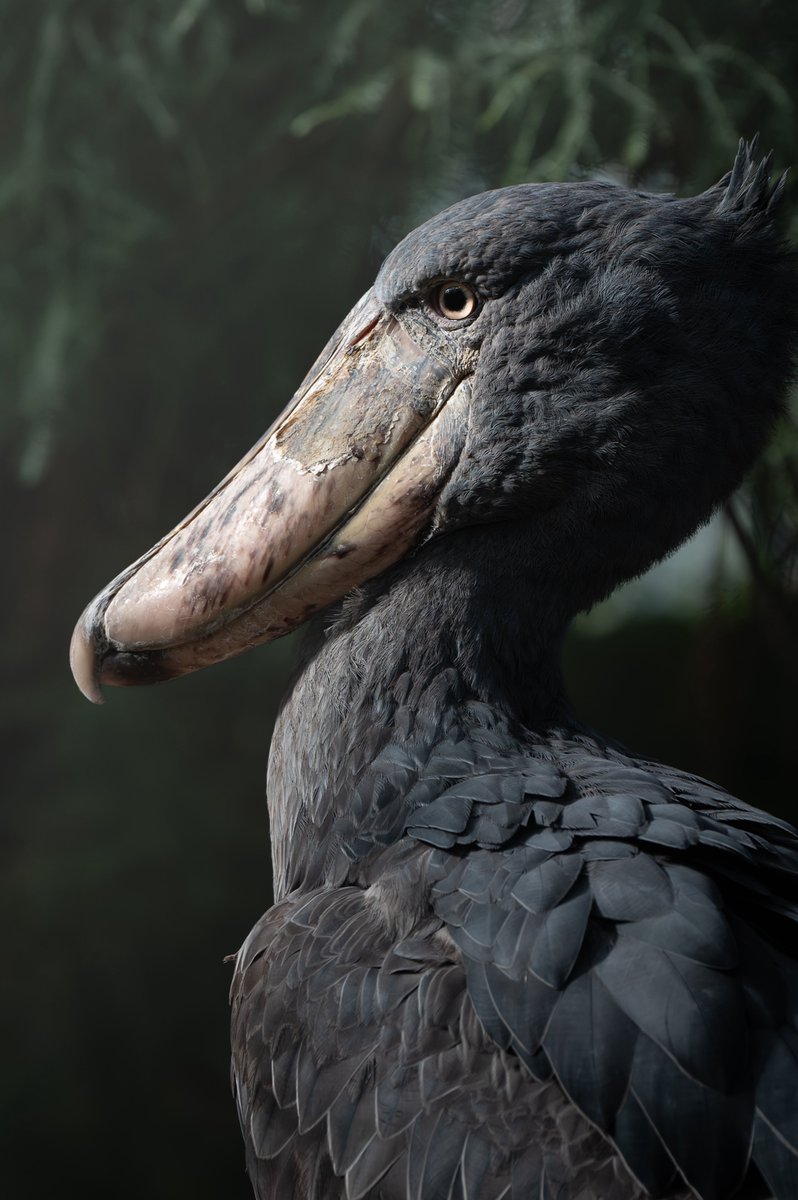 むぎ (@mugimugi_z) / Posts / X