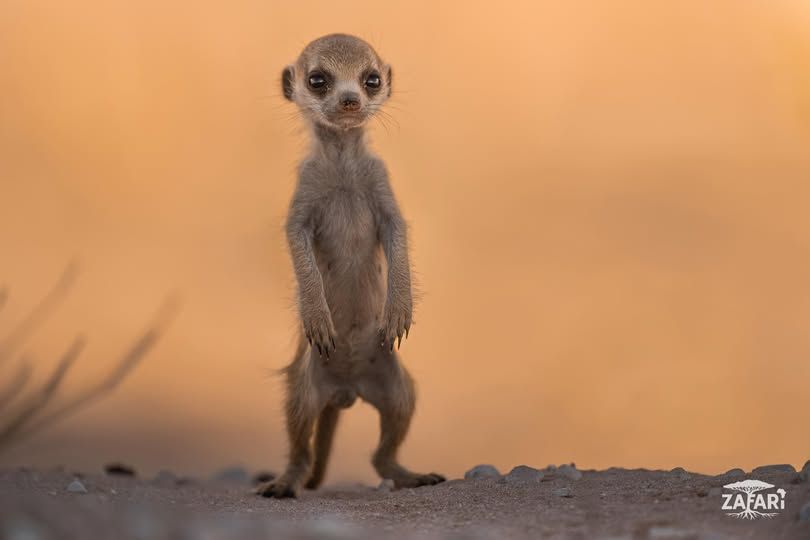 SANParks's tweet image. A meerkat pup learning the art of being on lookout! 
__
📷 Zafari Africa 📍#KgalagadiTransfrontierPark #LiveYourWild #WildBackyard #nature #meerkat