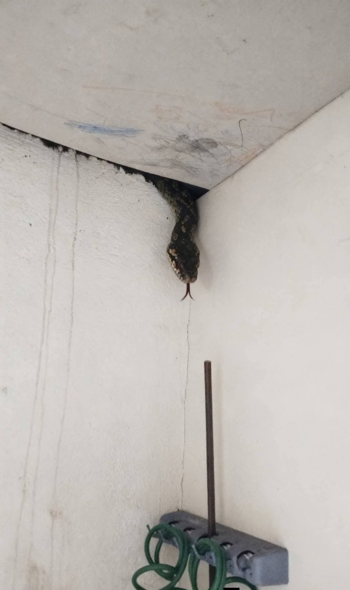 Adhekunbi's tweet image. As the man of the house, what’s your next move?