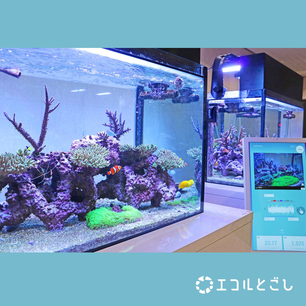 サンゴ礁 しながわサンゴ礁ラボ～サンゴが住む海の環境を学ぼう～】 生きた