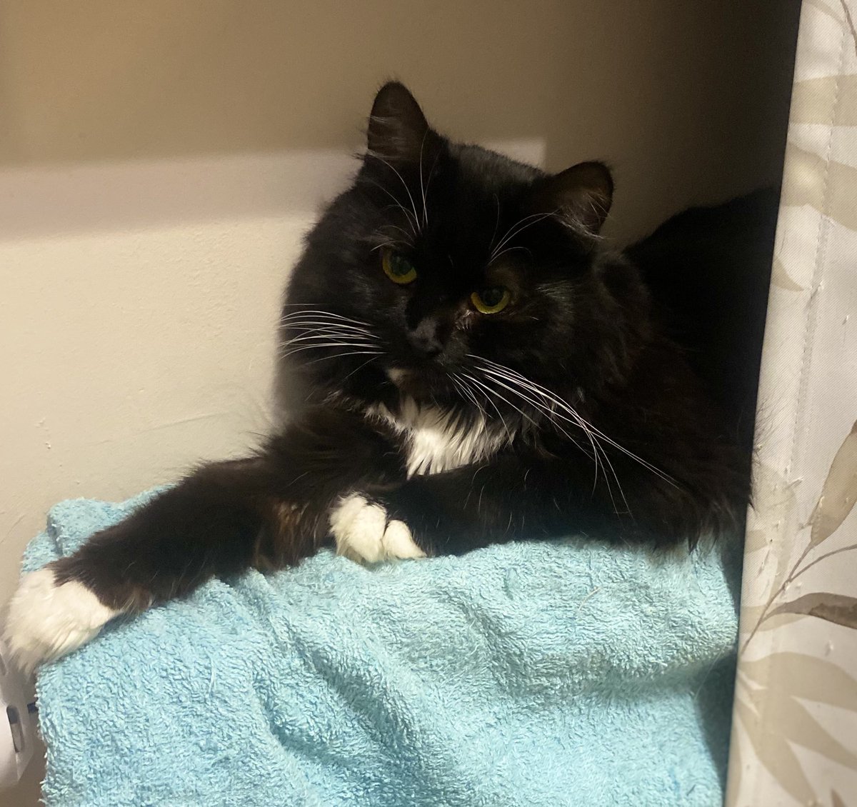 sonnyikisel's tweet image. У нас сегодня снежный караул. Поехали с Мелиссой сдавать анализы, другого же дня не нашлось)

Сидит жопу отогревает на батарее, мы с ней пешком метров 300 по сугробам тащились, такси не смогло заехать в жк(  

Этот добрый взгляд)