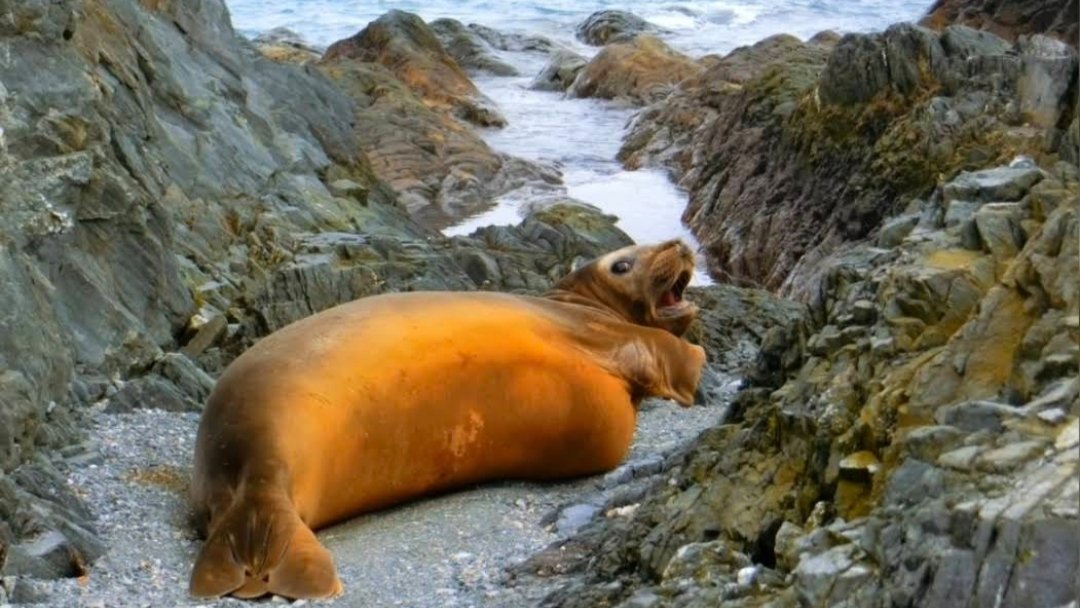 There Is No Real Place Called (Atlantica) But If You Mean Antarctica, Then You Can Find Penguins (Such As Emperor, Adélie, And Chinstrap), Seals, Whales (Humpback And Sperm), Seabirds (Albatrosses And Petrels), And Smaller Creatures Like Krill, Tardigrades (Water Bears), And Some