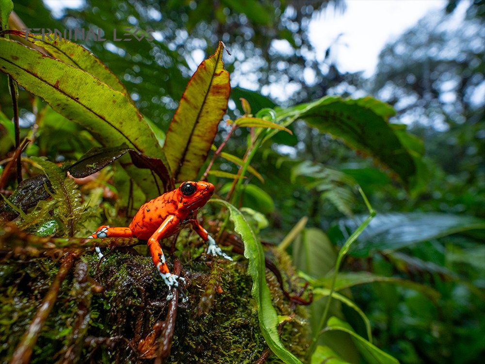 ターミナルレッグス 奇蟲のお店 tweet media