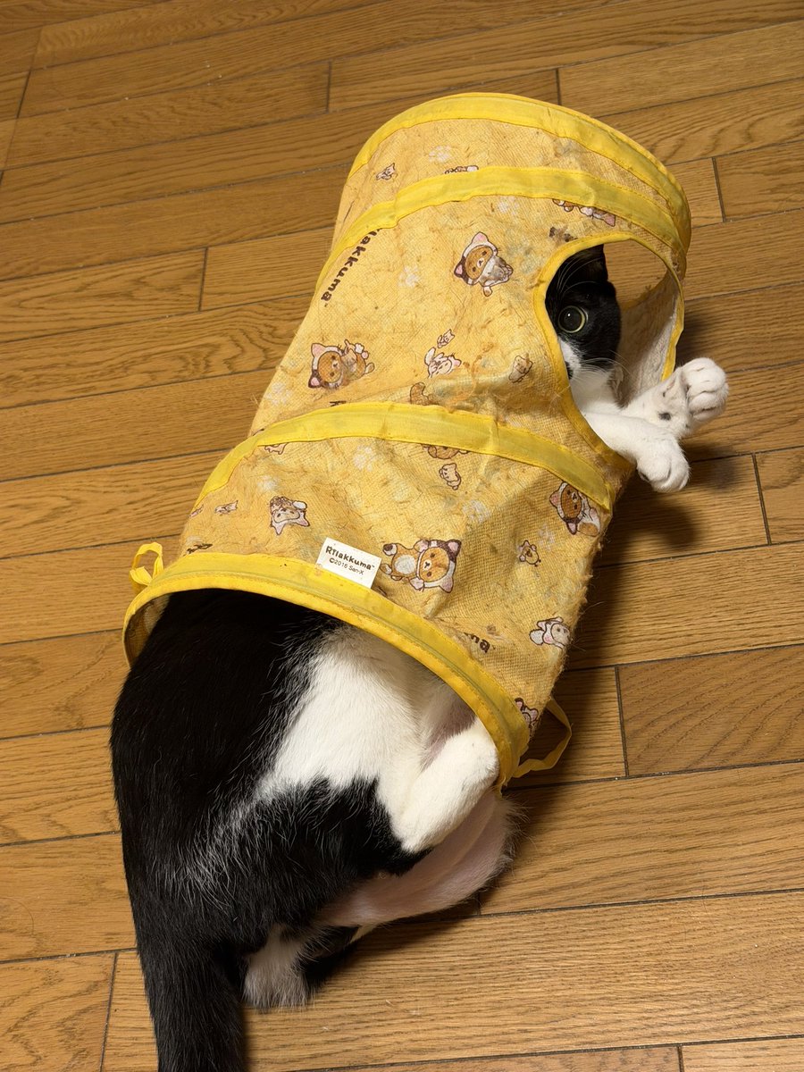 ろむImo ｻｹﾋﾞﾝｺﾞｸｺﾞｸ (@SgtRom) / Posts / X