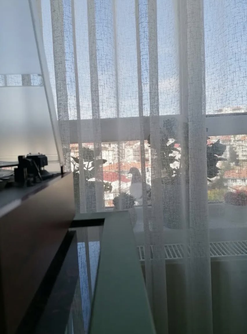 Pencerelerin önünden başlardı gökyüzü ve toprak.