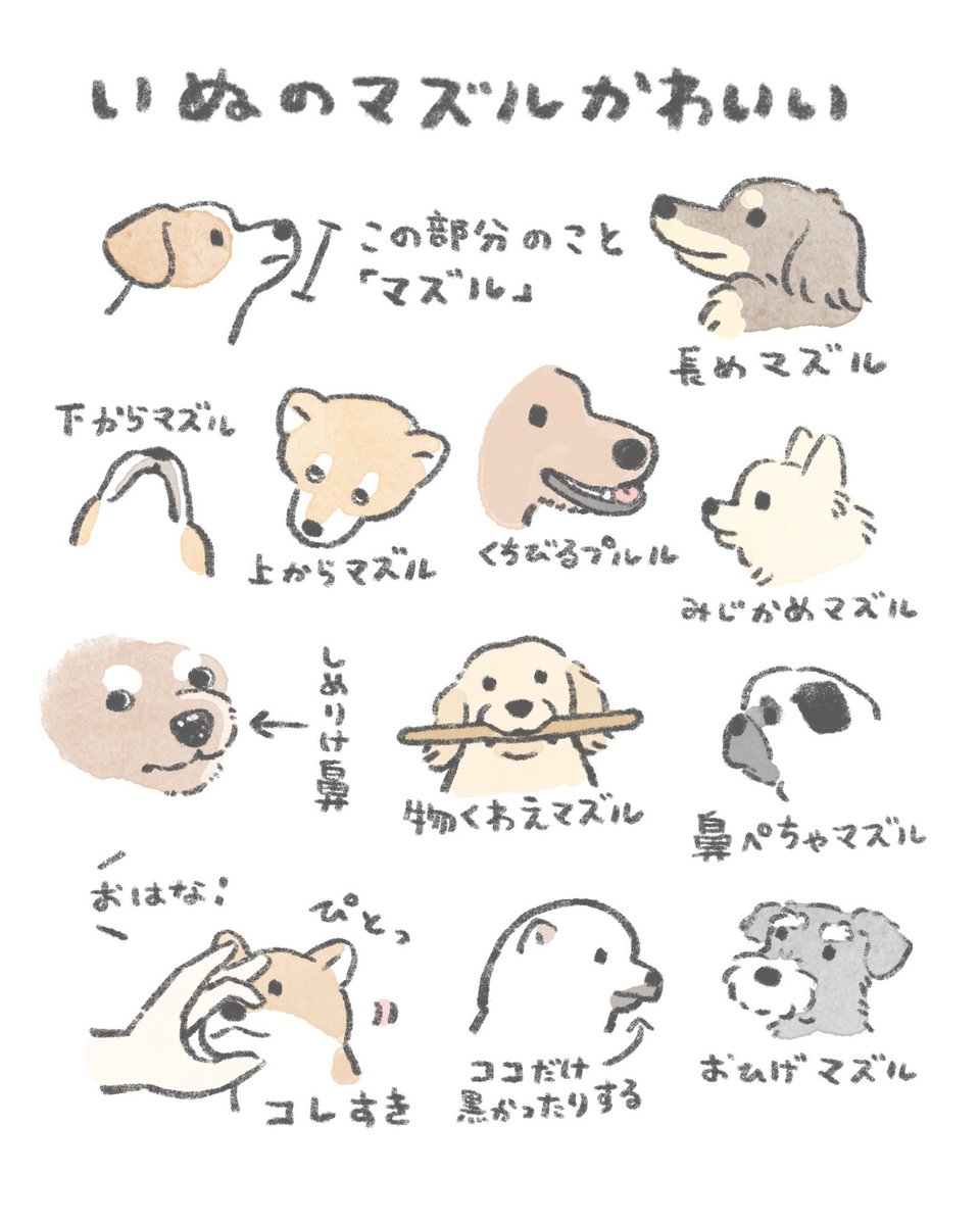 おいぬのマズル、かわいい