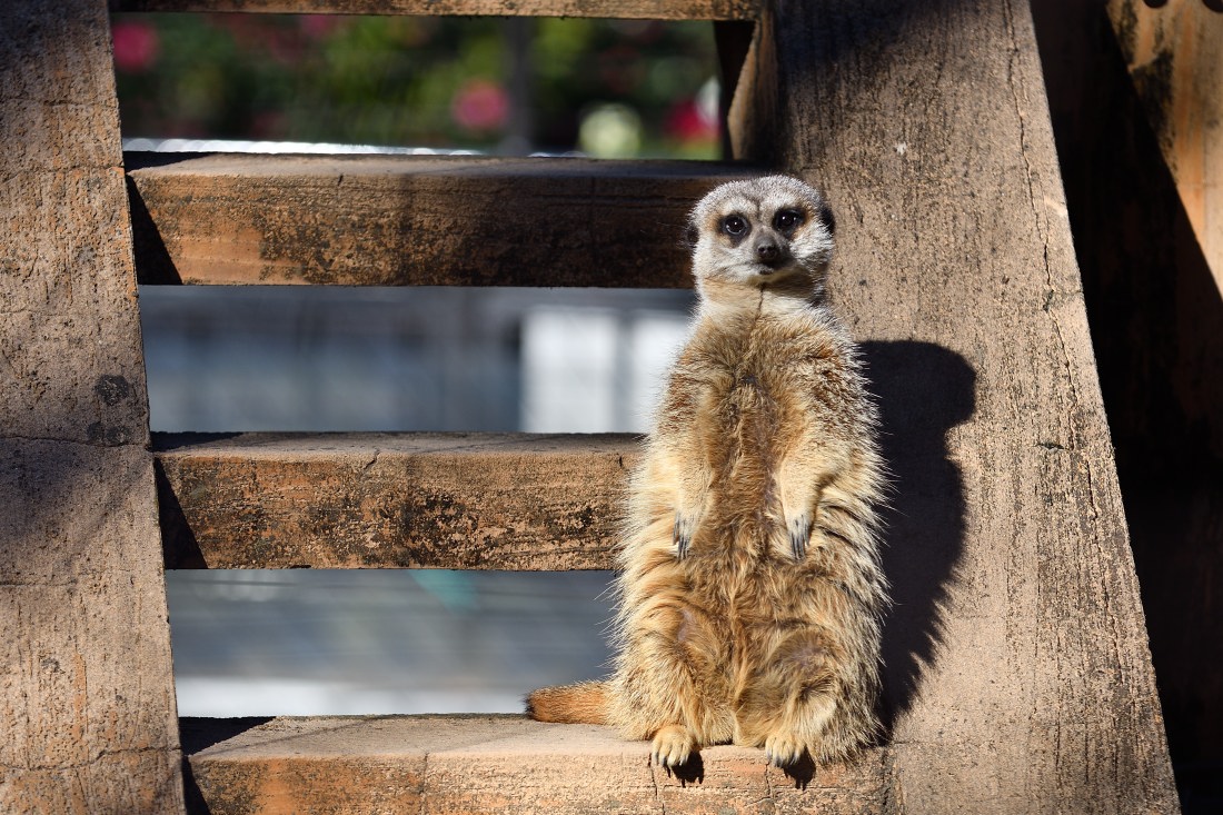 今日の日向ぼっこ 妹ミーアは日が当たった階段でぼっこするのが好き