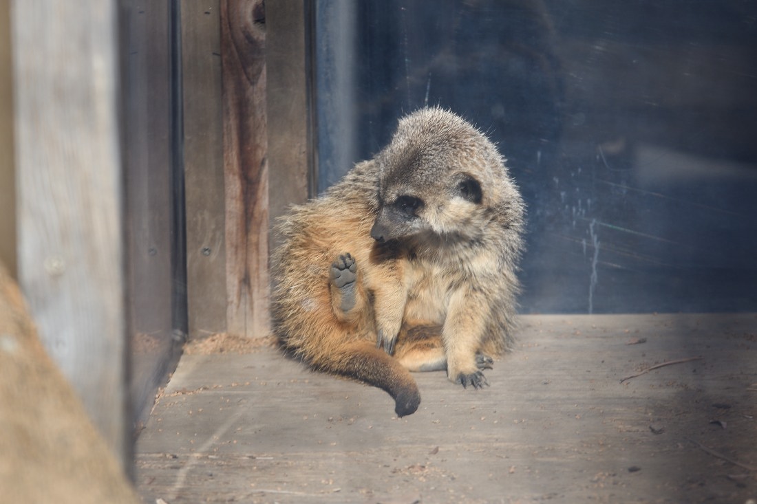 みーやきゃっと みーやきゃっと みーやきゃっと nnaoto1021 on X