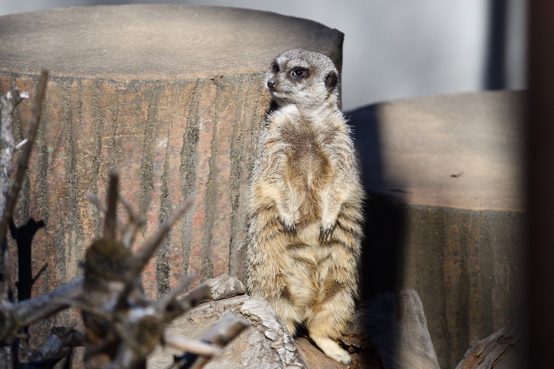 みーやきゃっと みーやきゃっと みーやきゃっと nnaoto1021 on X