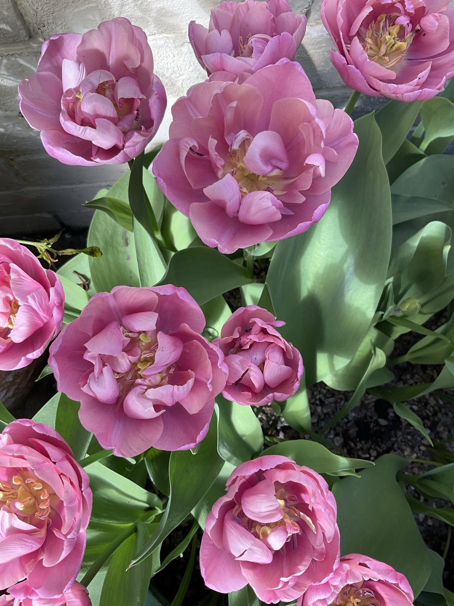helen_brammeld's tweet photo. Happy Friday everyone! Tulips from my little garden last Spring π·π· #PinkFriday π©· #LookingForwardToSpring Have a lovely day π©· https://t.co/wmRSn2Cqph