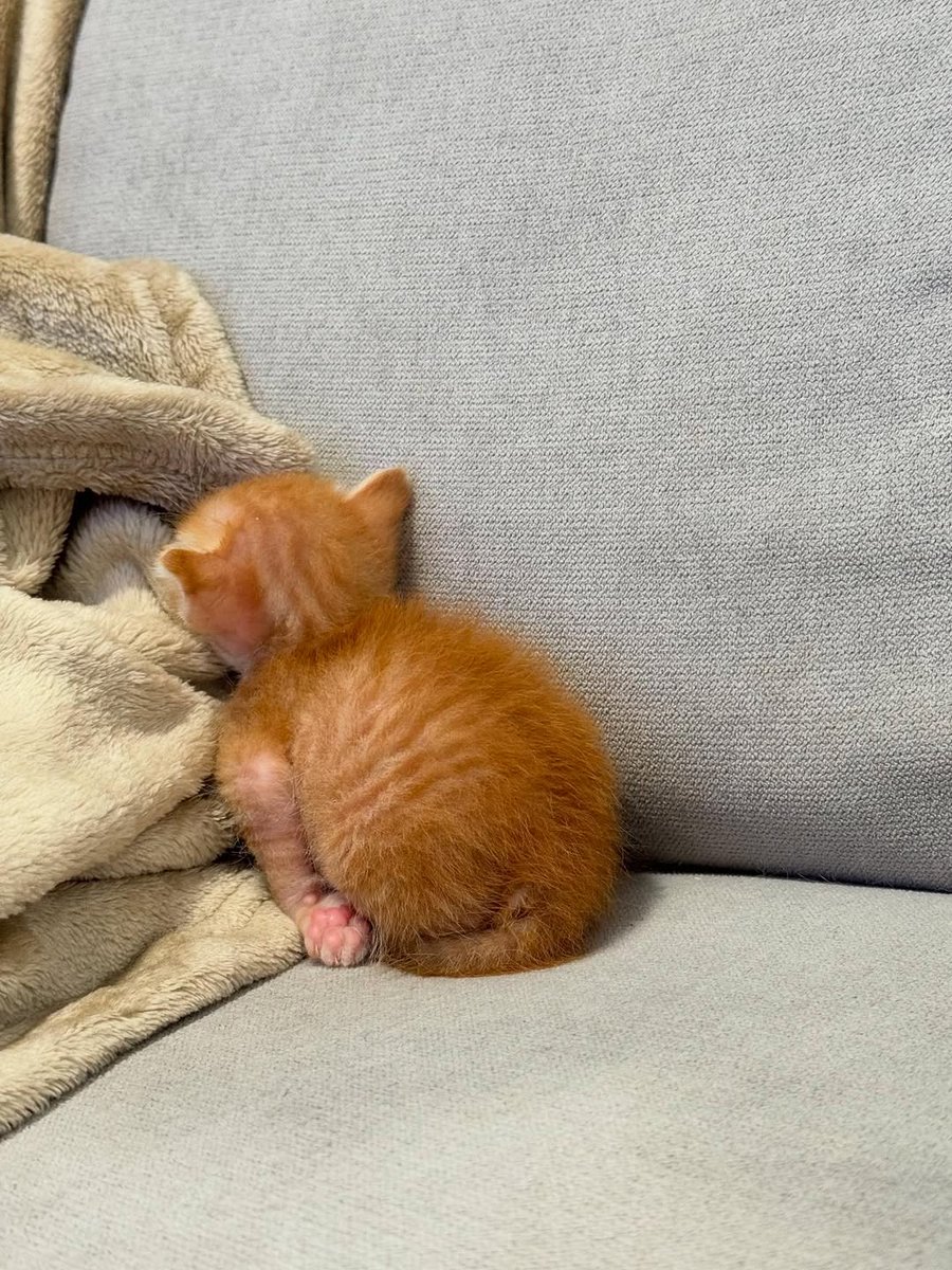 こねこ図鑑 tweet media