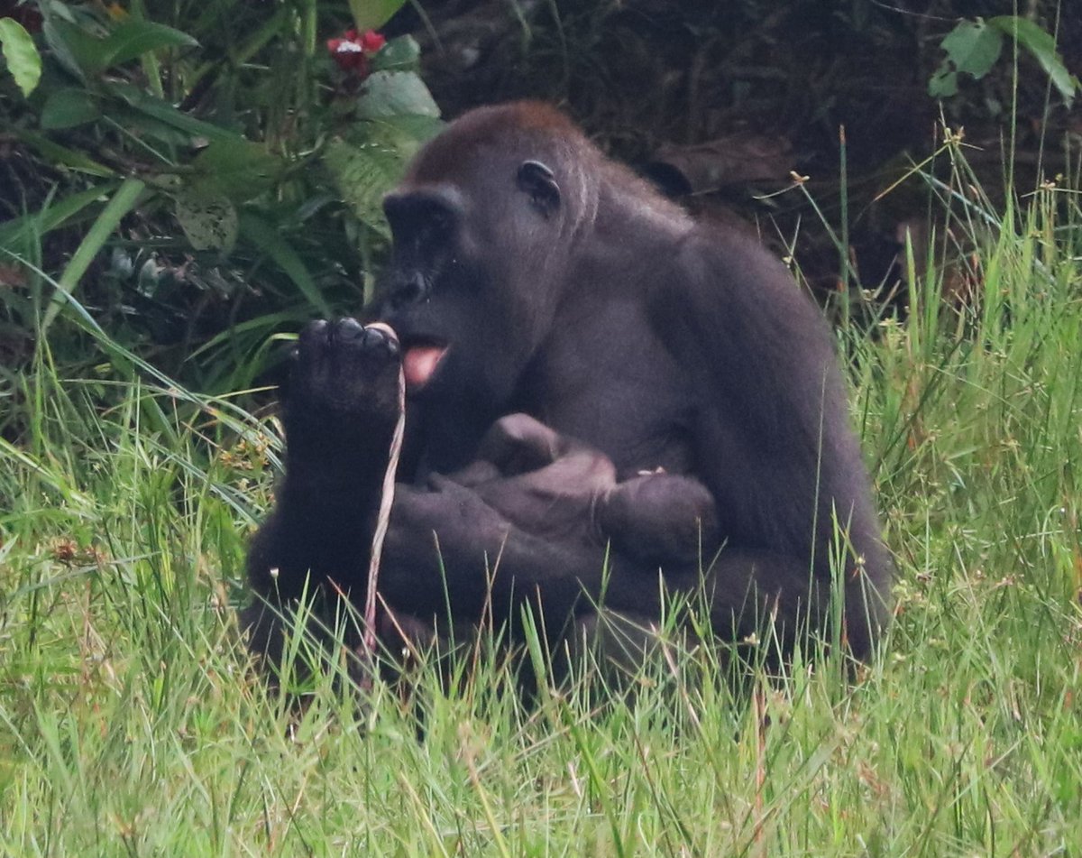 WCS Congo tweet media