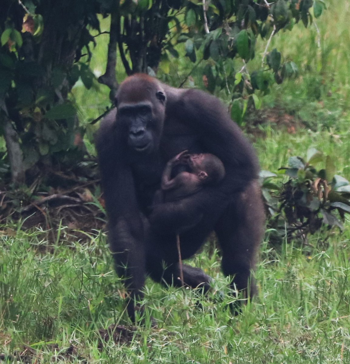 WCS Congo tweet media