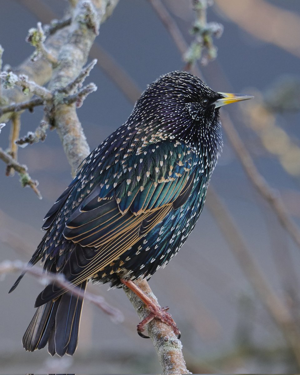 paulhayes55's tweet image. Starling.