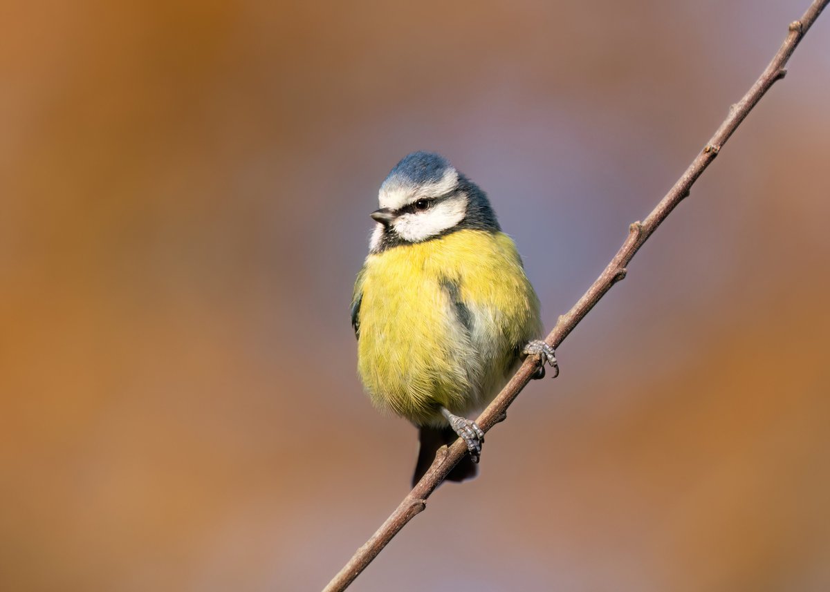Sussex Ornithology tweet media
